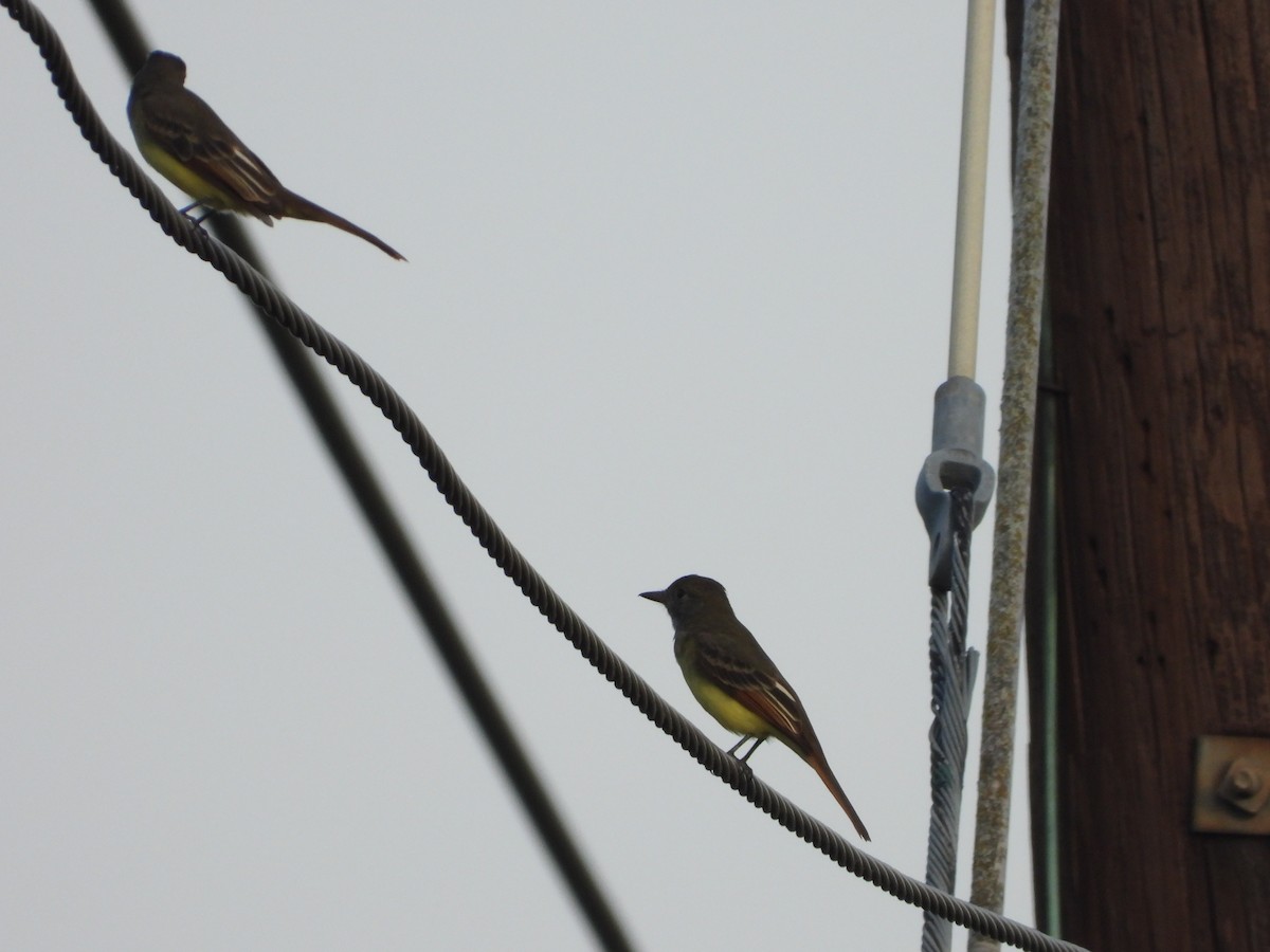 Great Crested Flycatcher - ML641062440