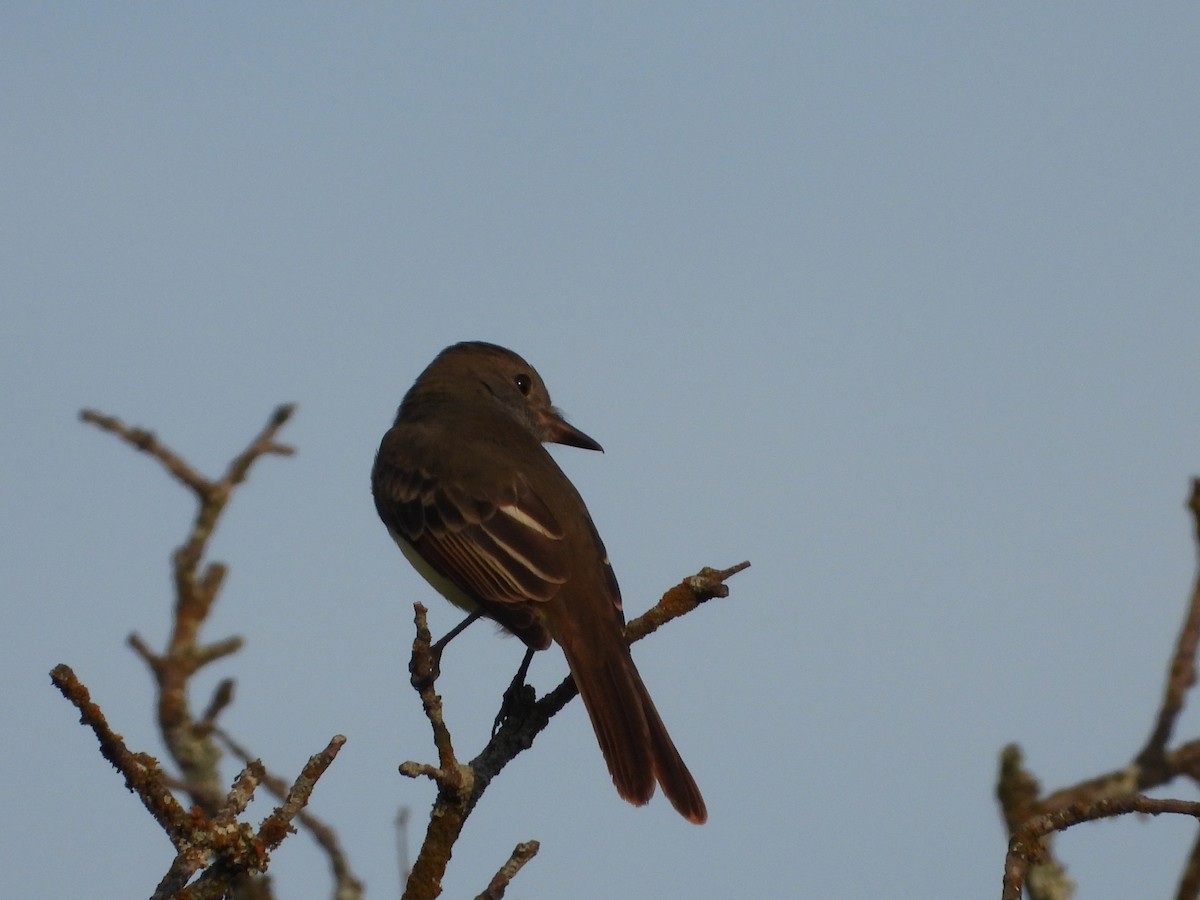 Great Crested Flycatcher - ML641062441