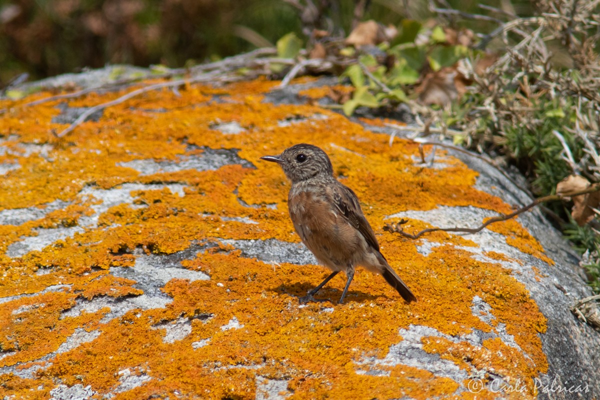 European Stonechat - ML641062467
