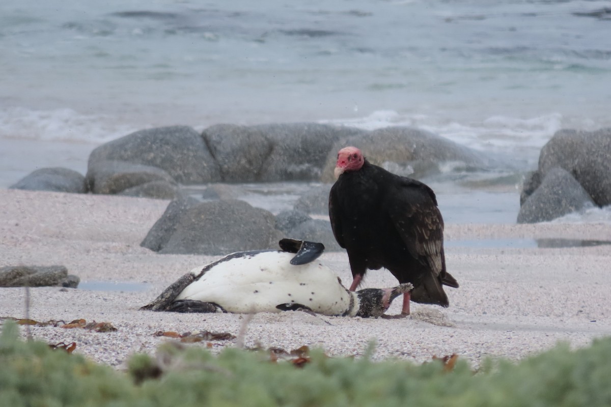 Turkey Vulture - ML641062503