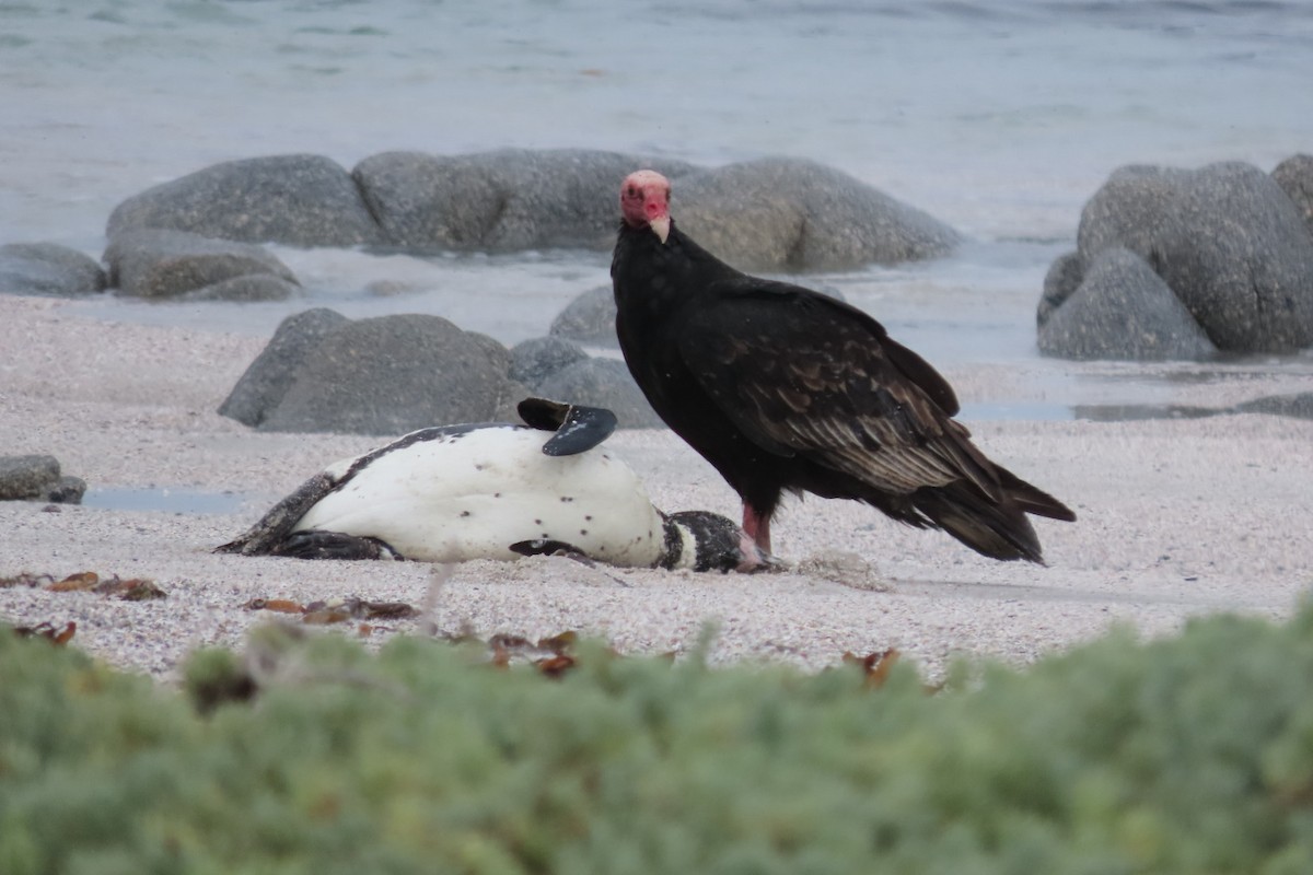 Turkey Vulture - ML641062504