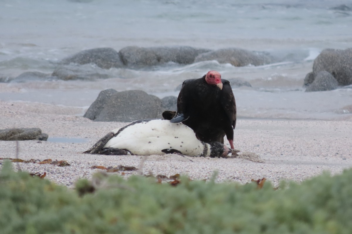 Turkey Vulture - ML641062505