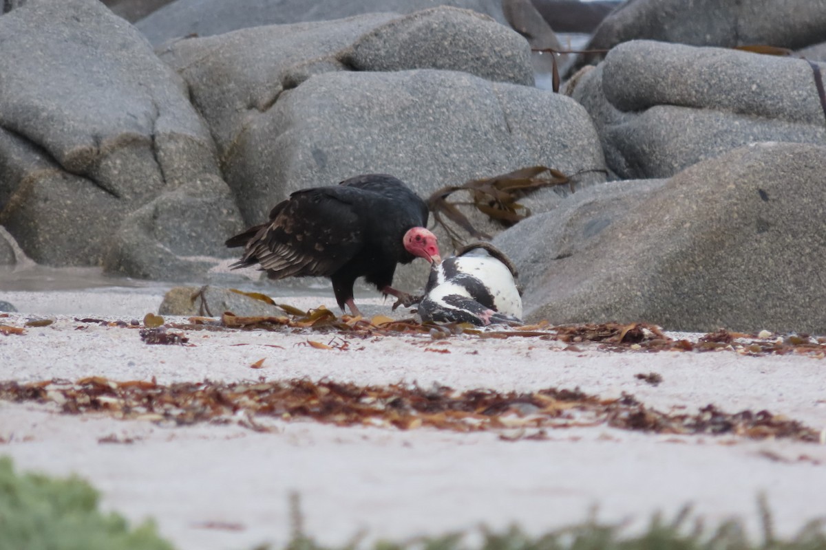Turkey Vulture - ML641062506