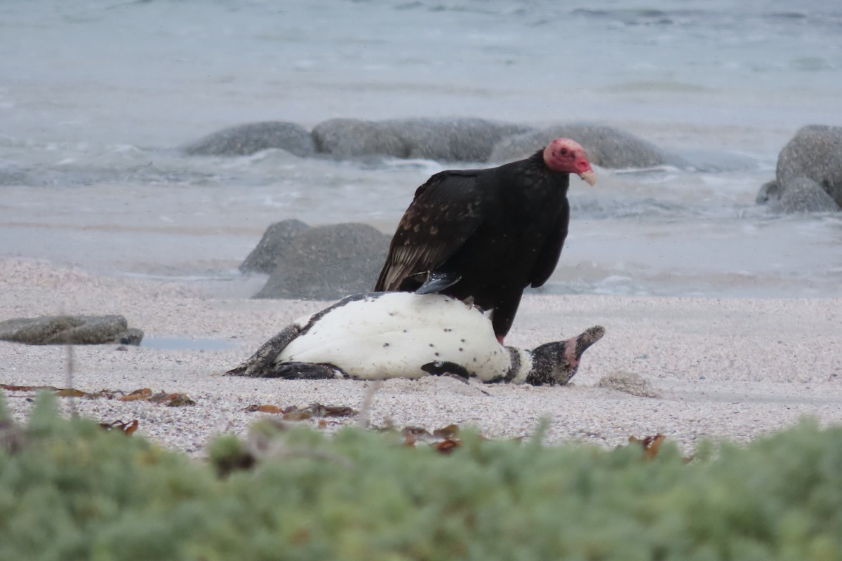Turkey Vulture - ML641062508