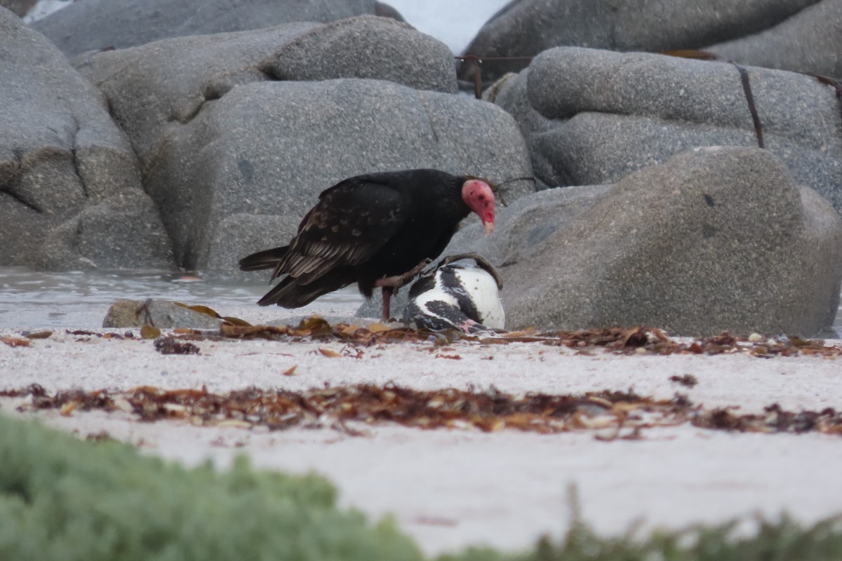 Turkey Vulture - ML641062509