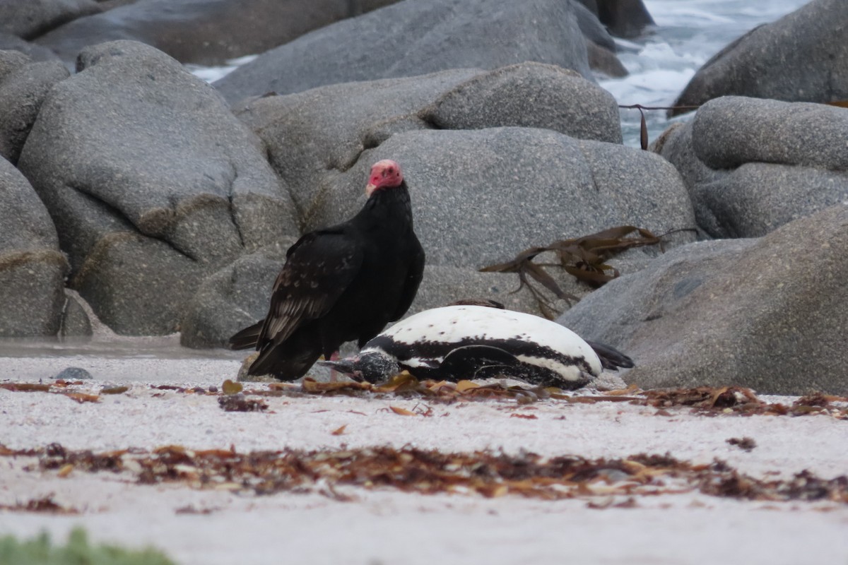Turkey Vulture - ML641062510