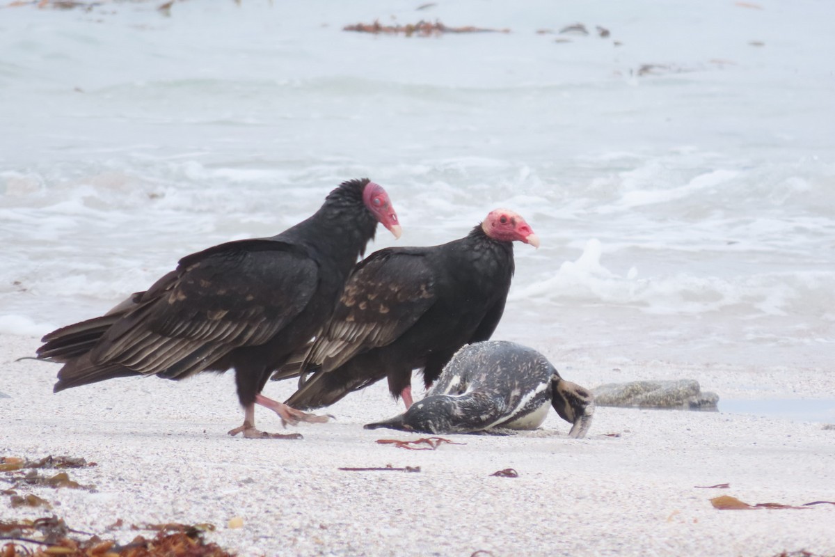 Turkey Vulture - ML641062515