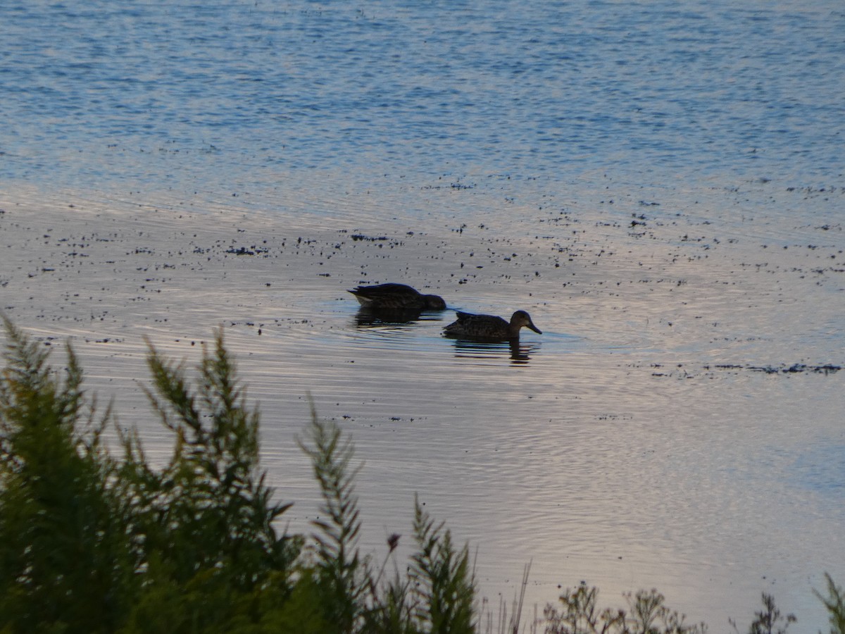 Blue-winged Teal - ML641062535