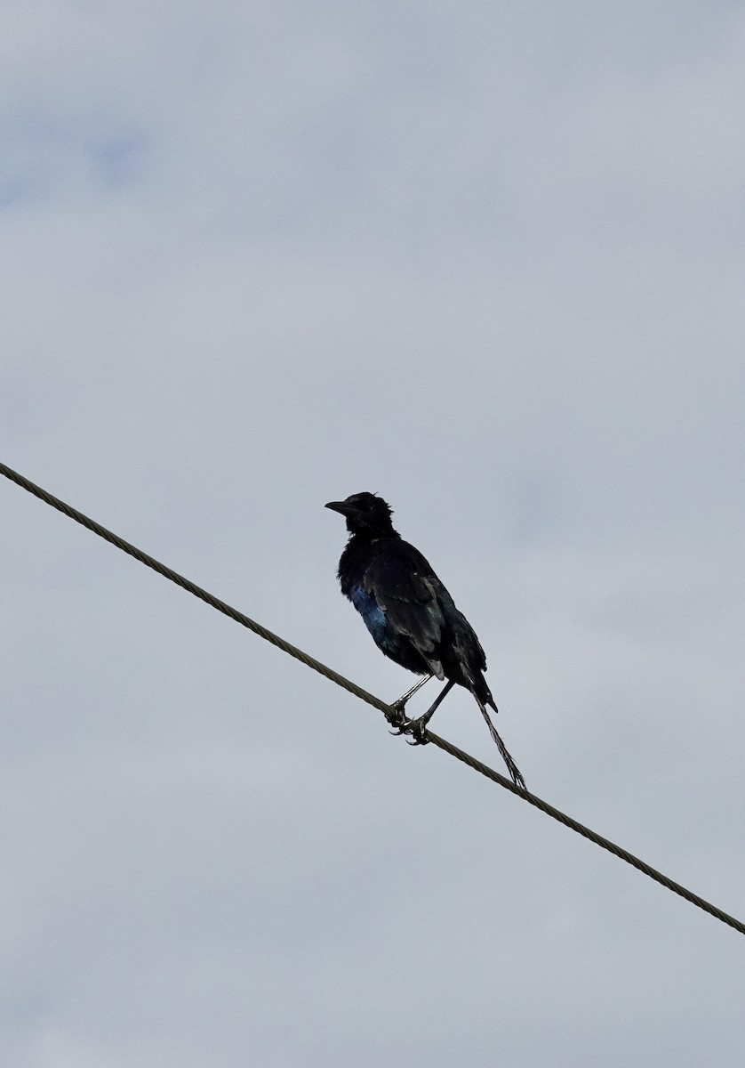 Boat-tailed Grackle - ML641062551