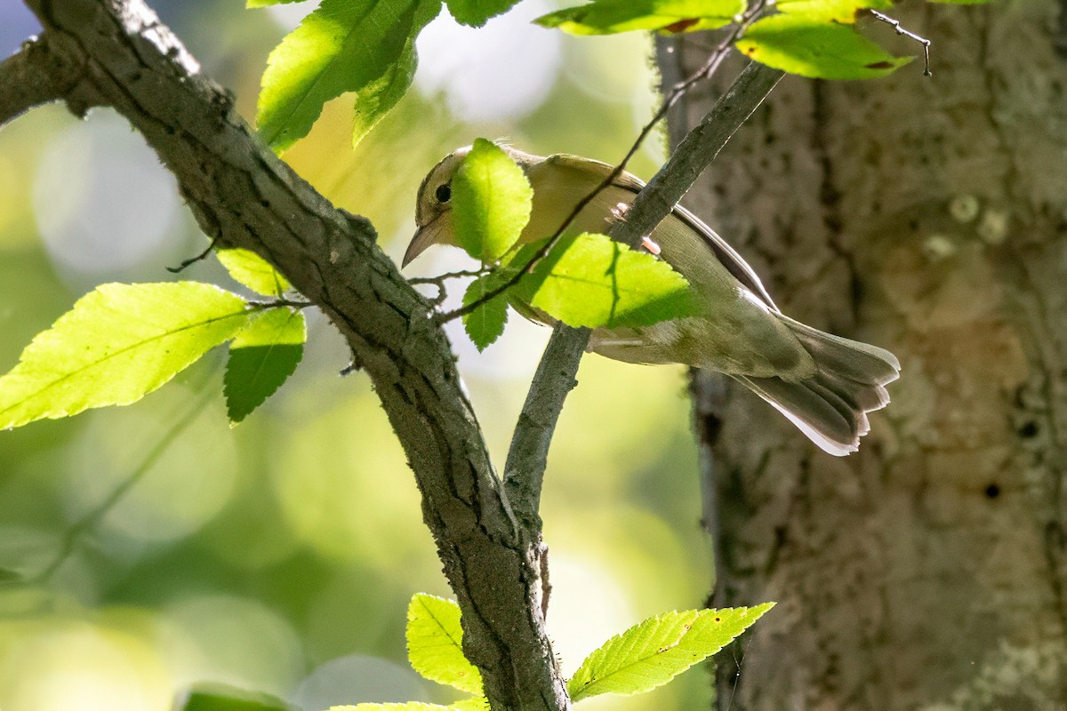 Worm-eating Warbler - ML641062555