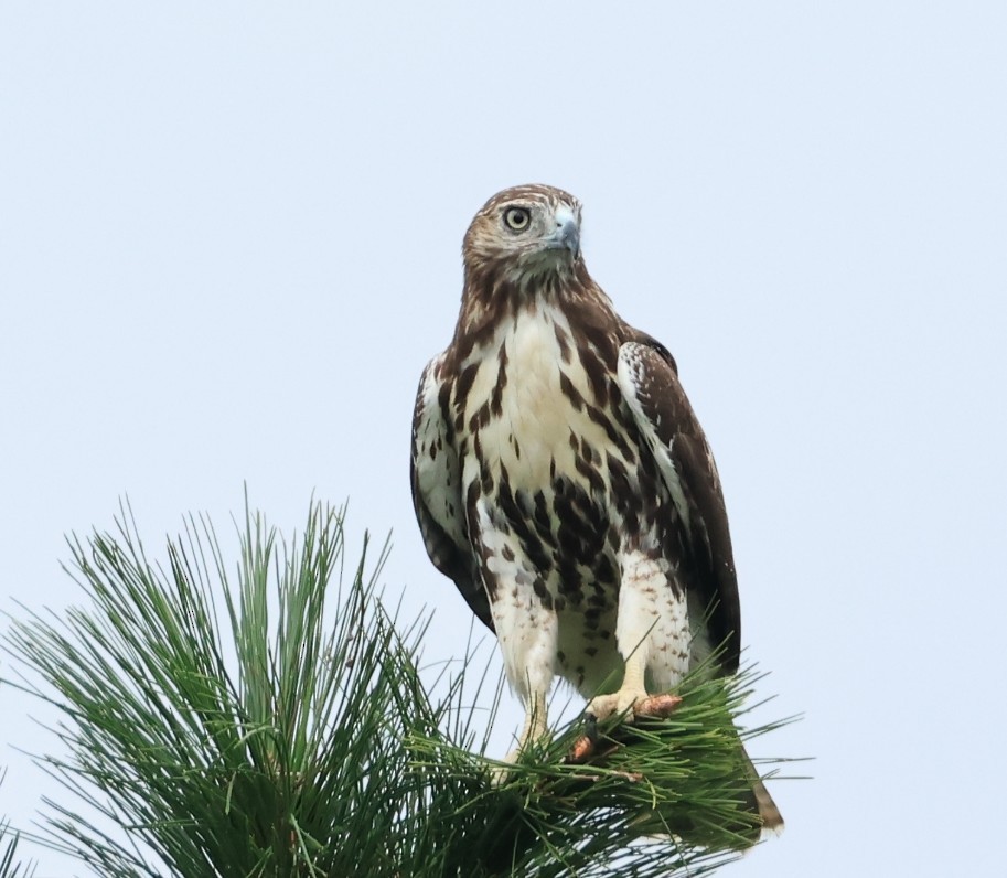 Red-tailed Hawk - ML641062563