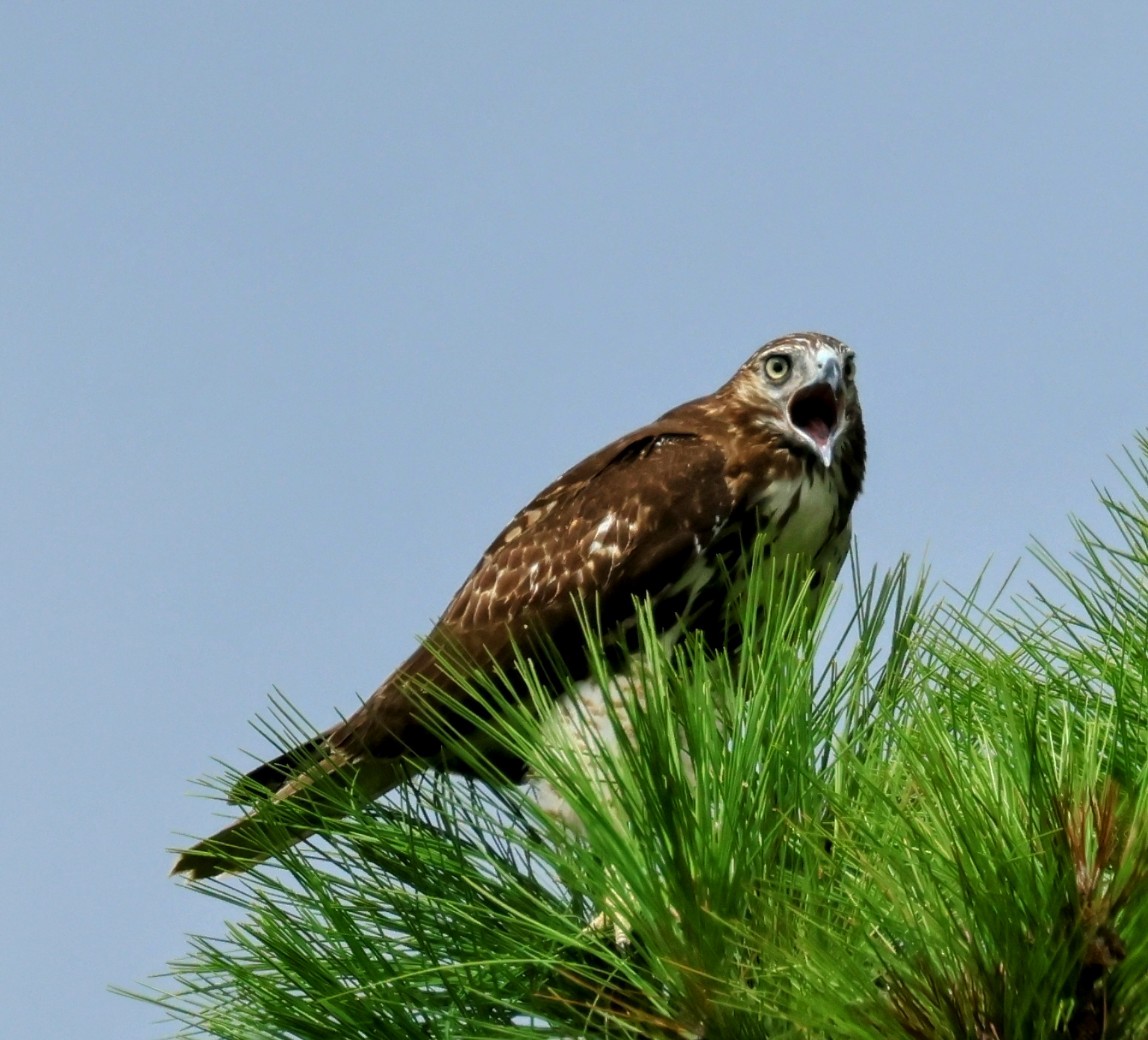 Red-tailed Hawk - ML641062564