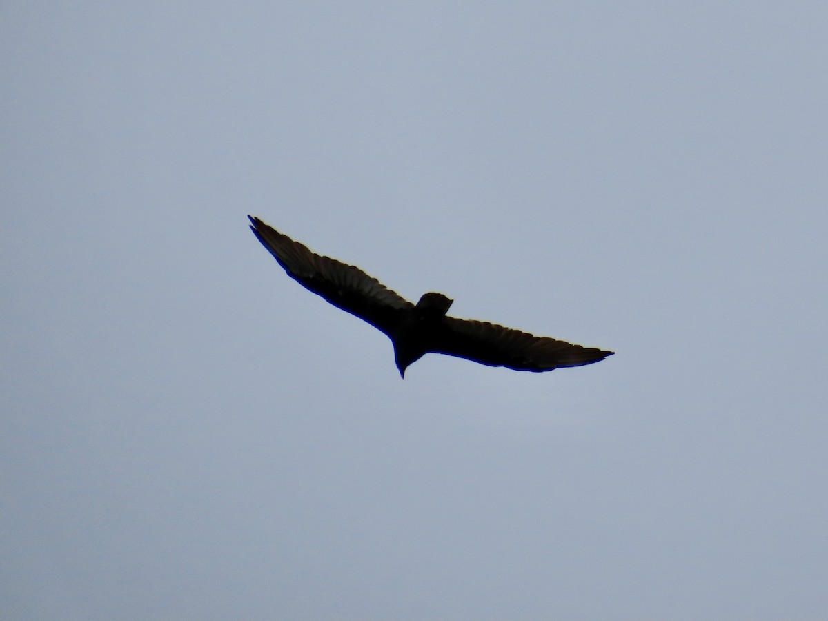Turkey Vulture - ML641062573