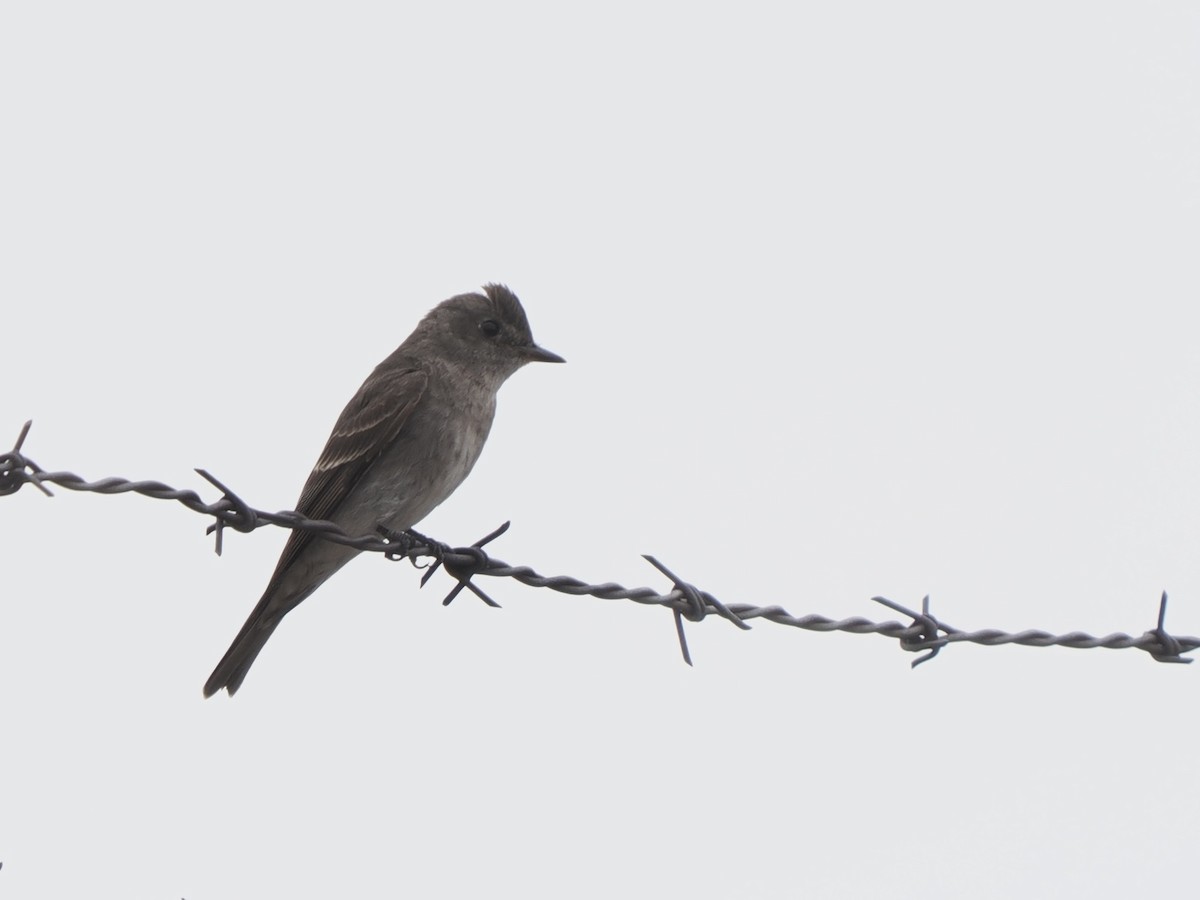 Blasskehl-Schnäppertyrann - ML641062577