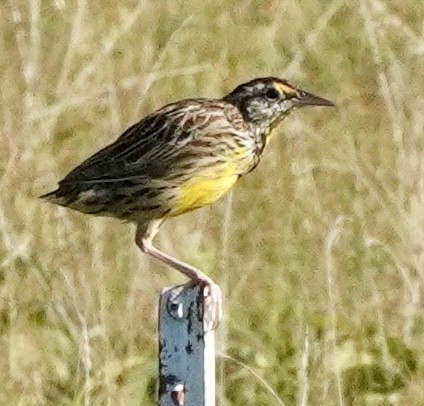 Eastern Meadowlark - ML641062621