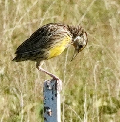 Eastern Meadowlark - ML641062627