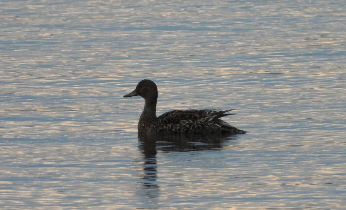 Northern Pintail - ML641062628