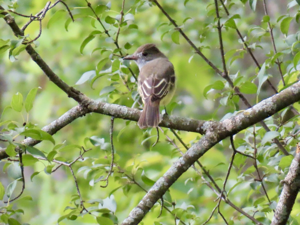 Great Crested Flycatcher - ML641062632