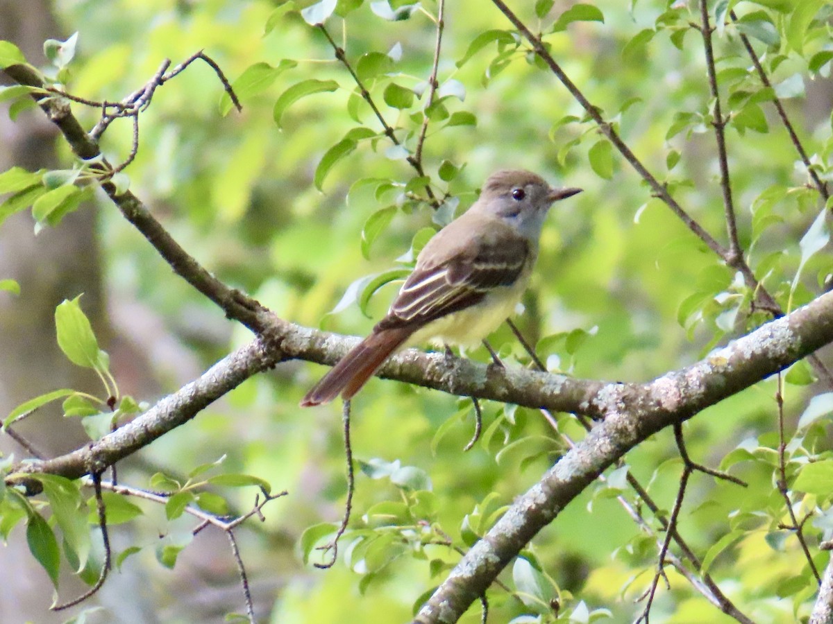 Great Crested Flycatcher - ML641062633
