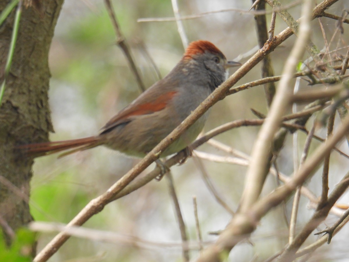 Sooty-fronted Spinetail - ML641062636