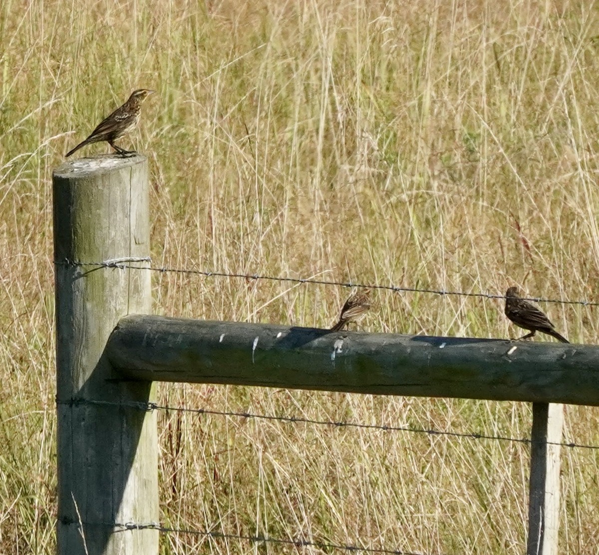 Red-winged Blackbird - ML641062653