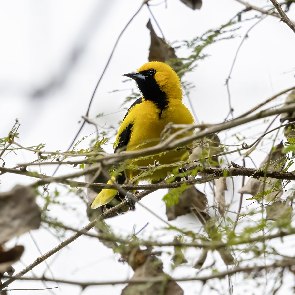 Yellow-tailed Oriole - ML641062654