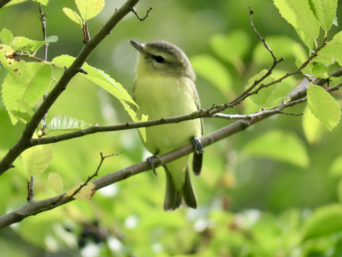 Philadelphia Vireo - ML641062664