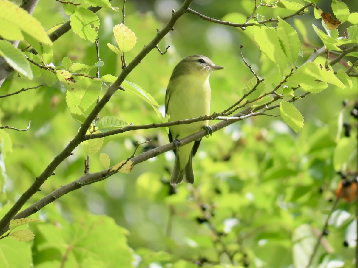 Philadelphia Vireo - ML641062665