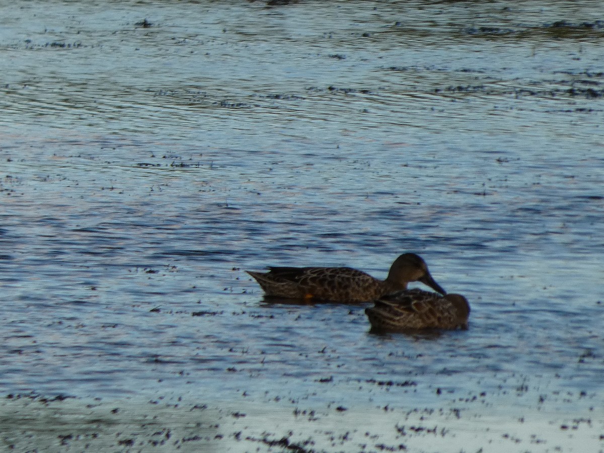 Blue-winged Teal - ML641062674