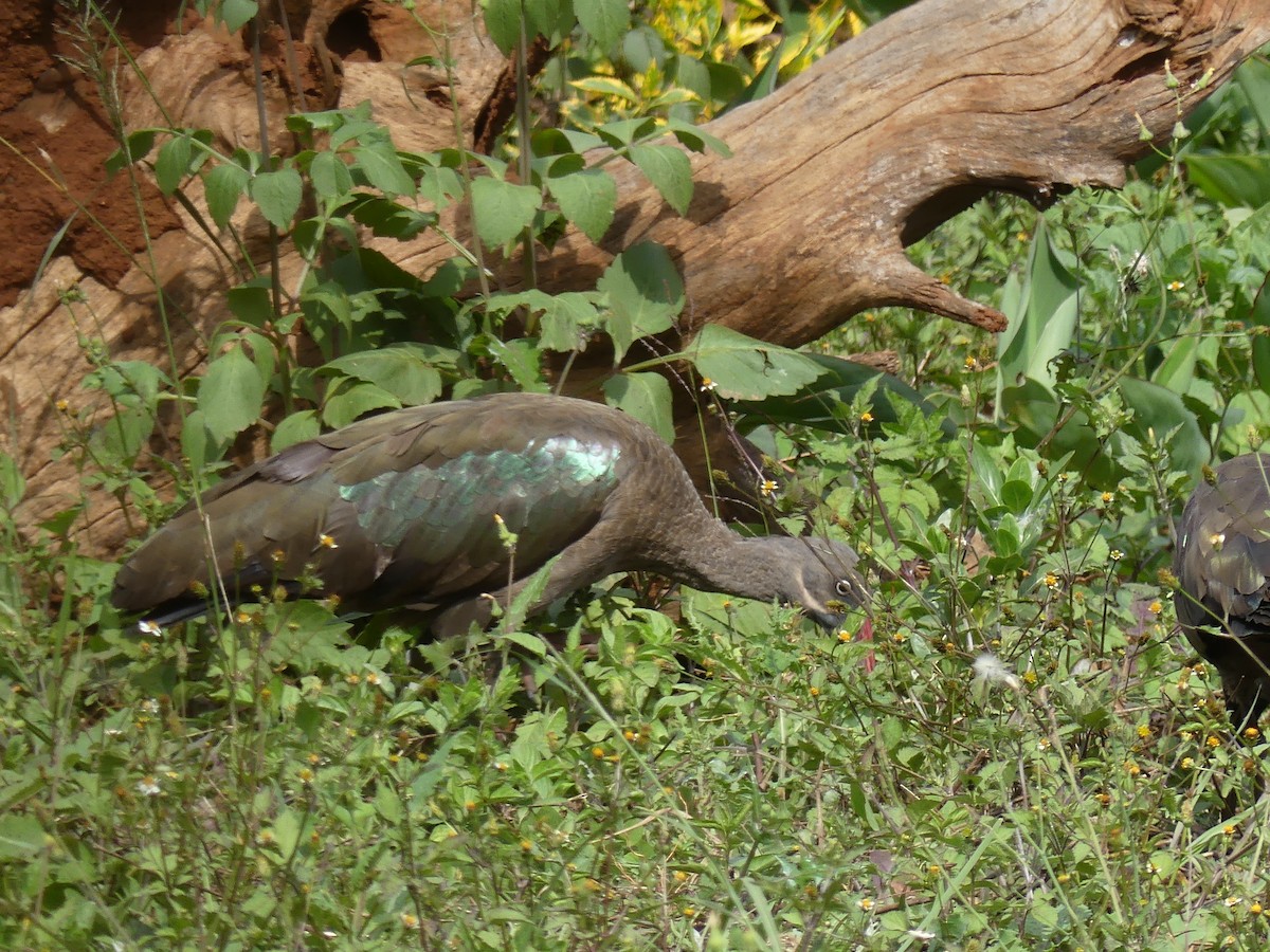 Hadada ibisa - ML641062700