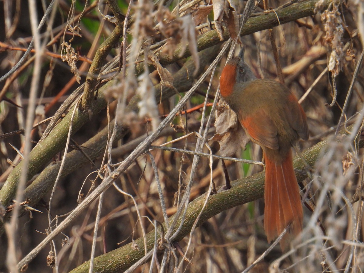 Sooty-fronted Spinetail - ML641062703