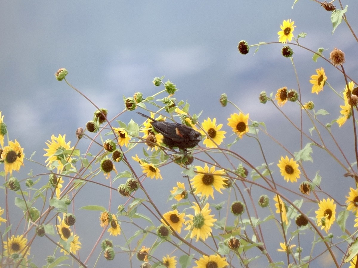 Red-winged Blackbird - ML641062747