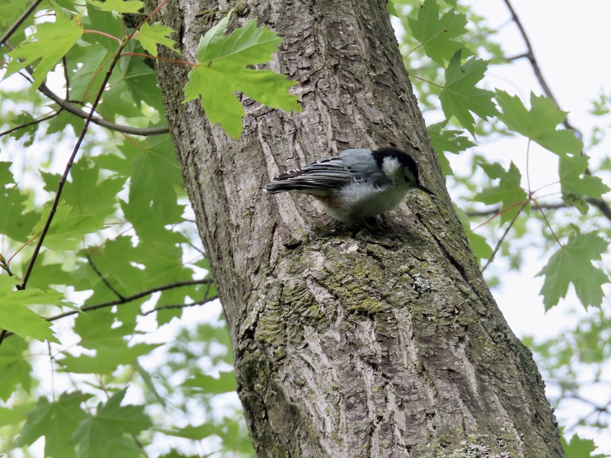 White-breasted Nuthatch - ML641062757