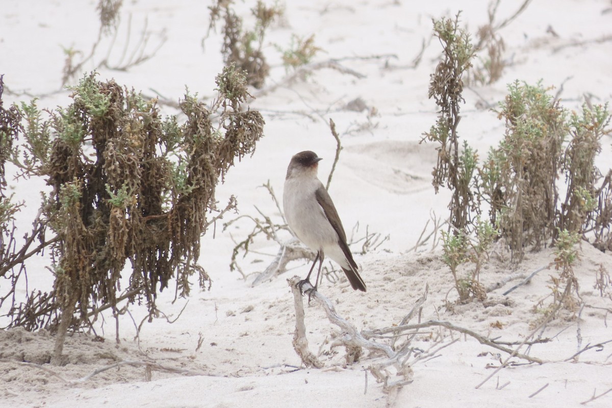Dark-faced Ground-Tyrant - ML641062772