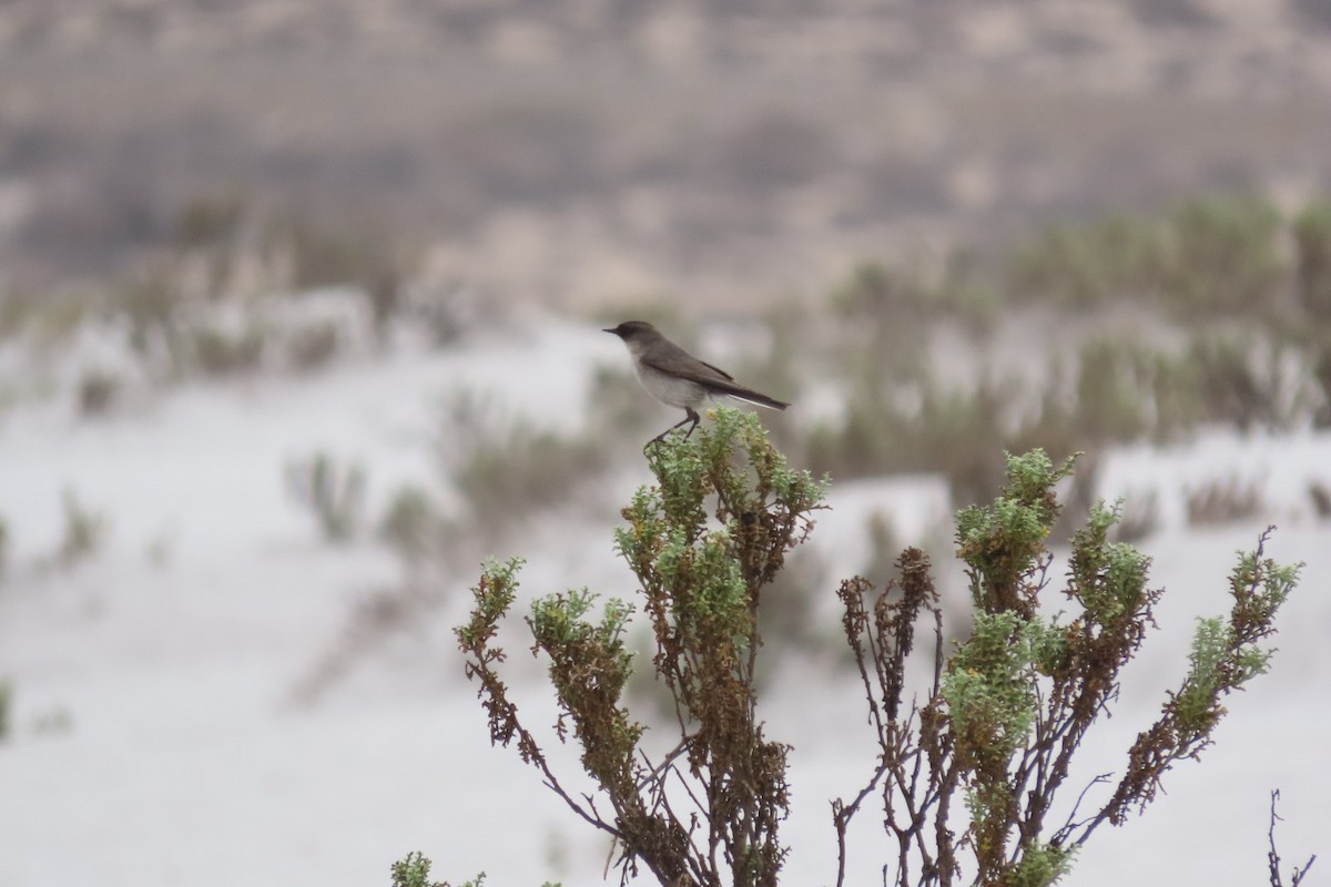 Dark-faced Ground-Tyrant - ML641062775