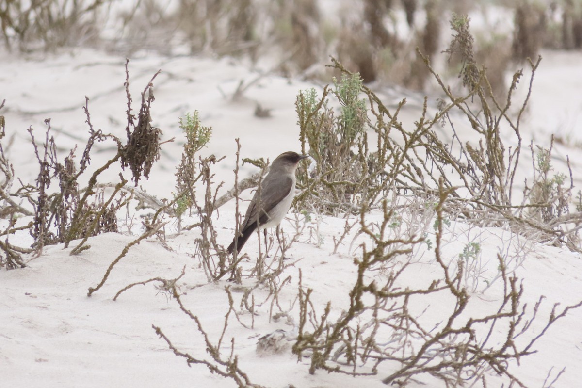 Dark-faced Ground-Tyrant - ML641062776