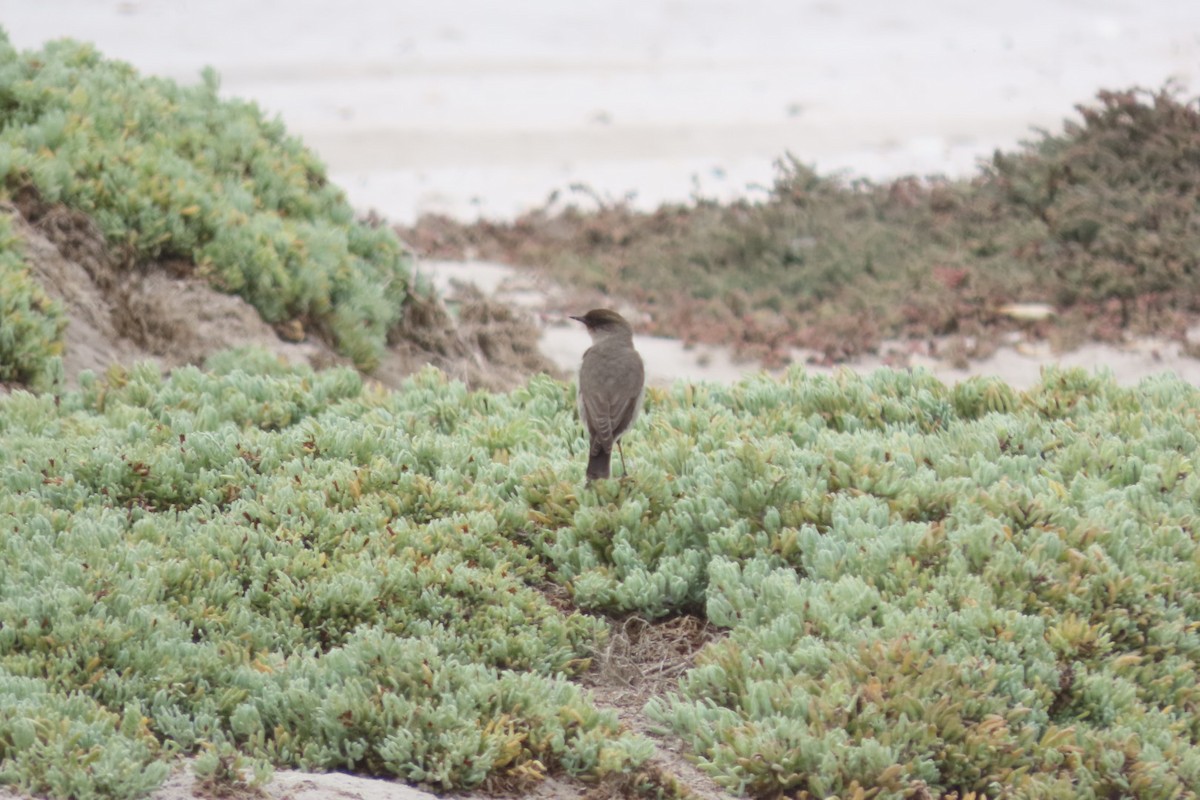 Dark-faced Ground-Tyrant - ML641062777