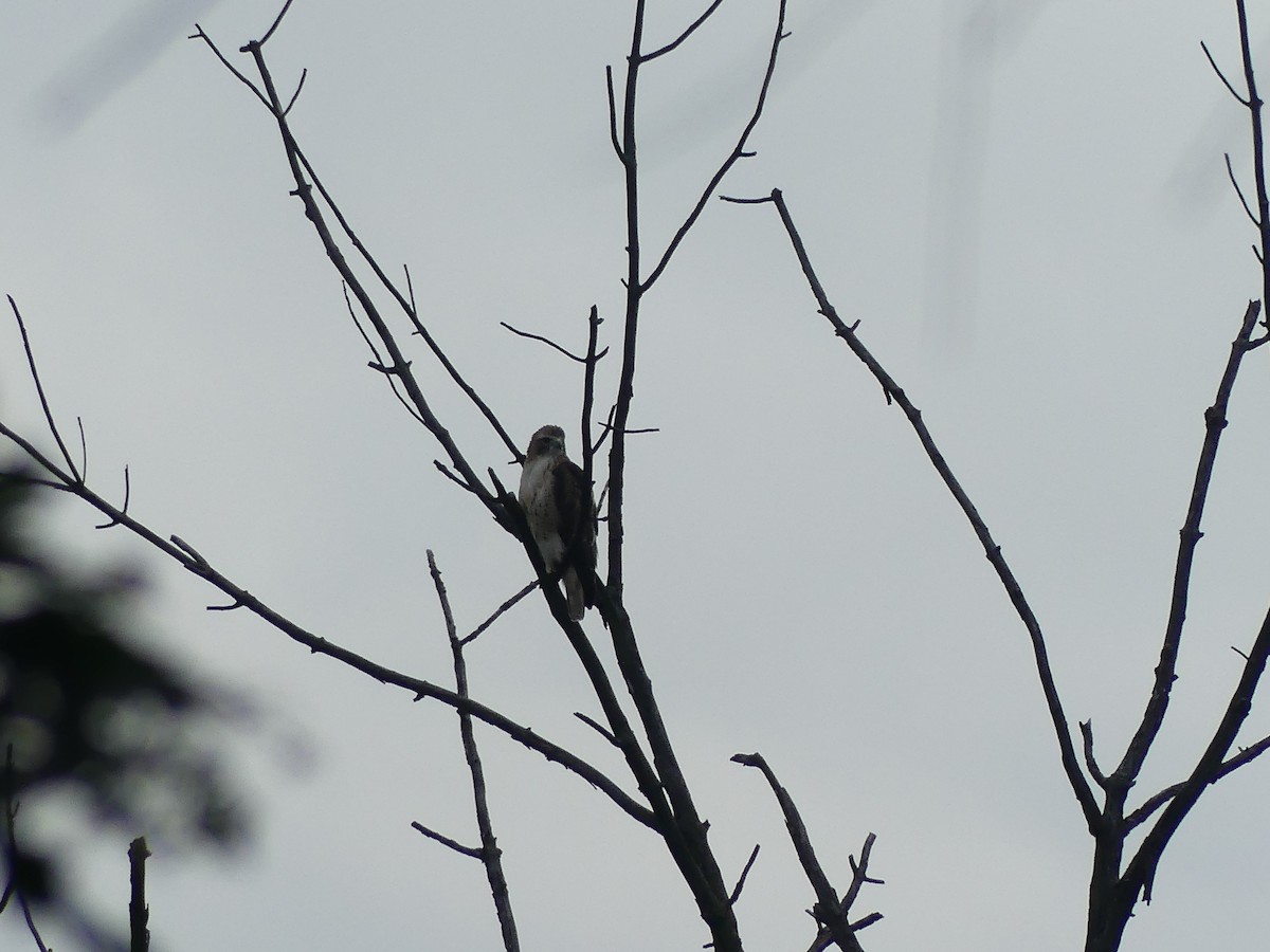 Red-tailed Hawk - ML641062792