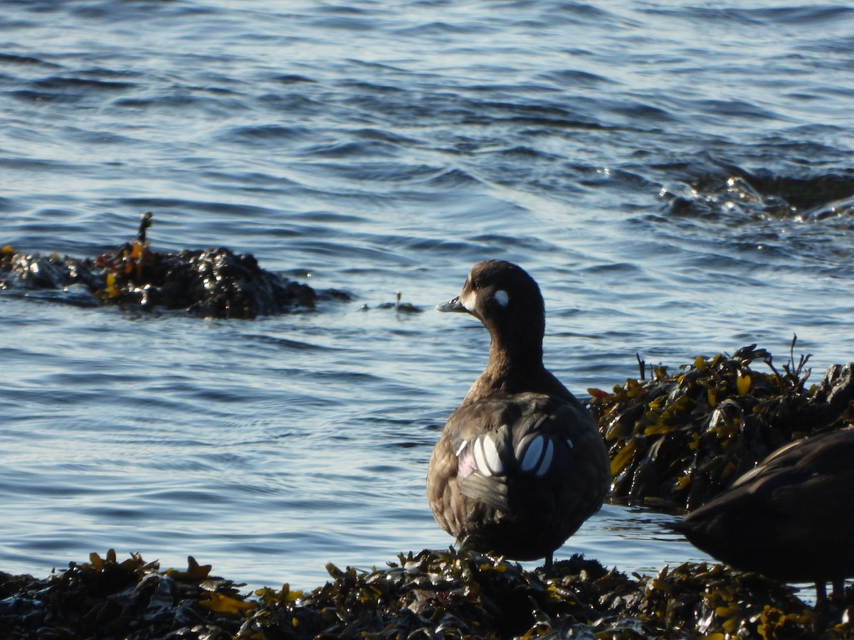 Harlequin Duck - ML641062818