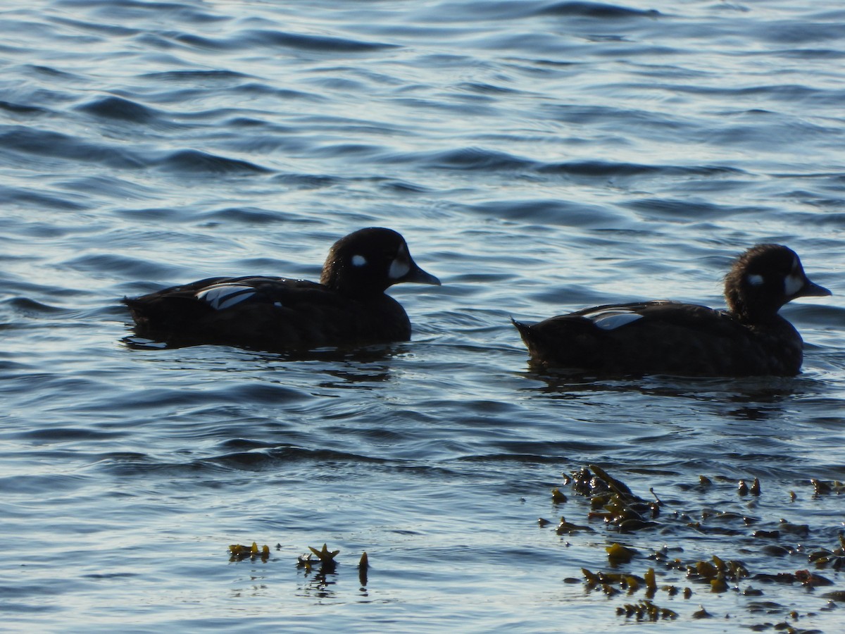 Harlequin Duck - ML641062819