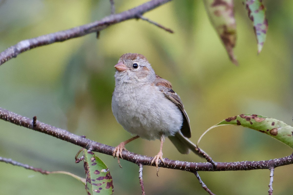 Field Sparrow - ML641062821