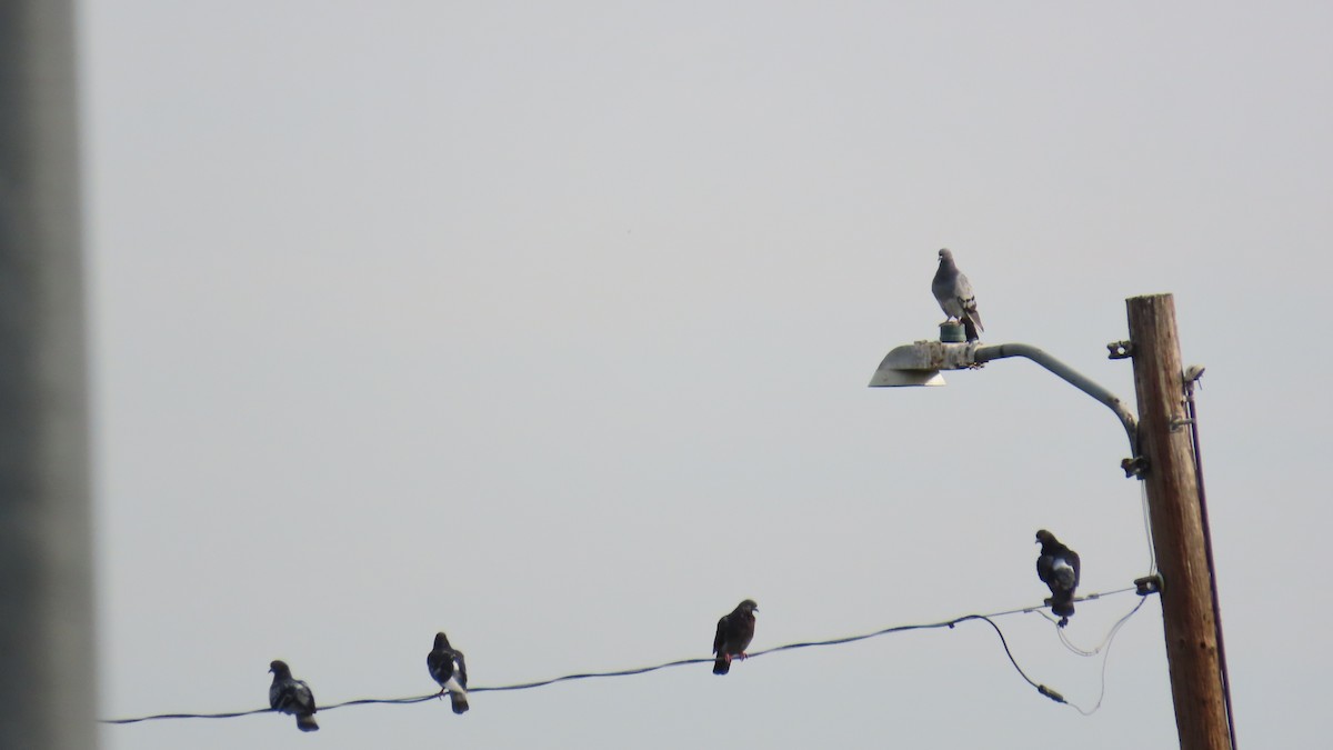 Rock Pigeon (Feral Pigeon) - ML641062866
