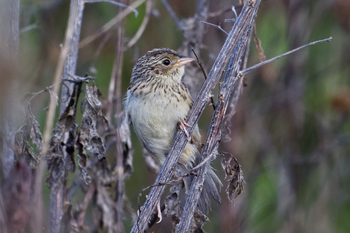 Grasshopper Sparrow - ML641062906