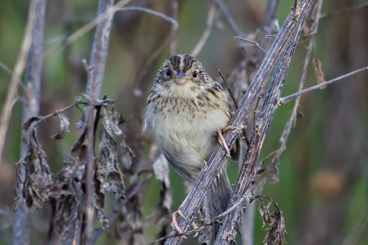Grasshopper Sparrow - ML641062907