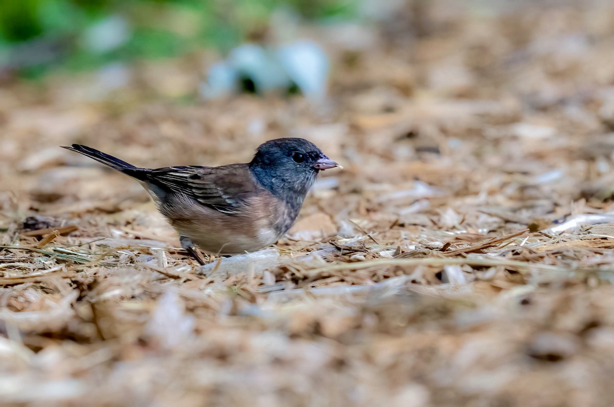 Dark-eyed Junco - ML641062917