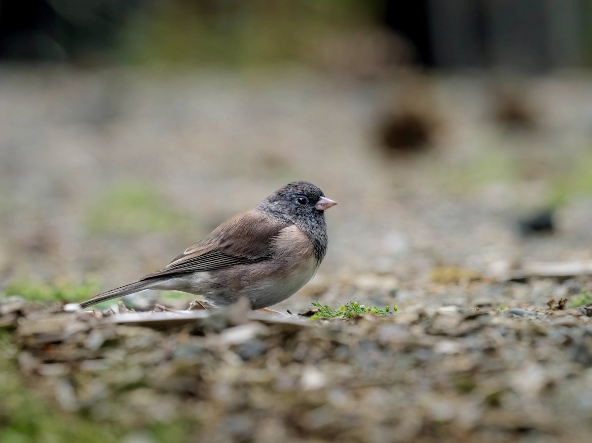 Dark-eyed Junco - ML641062918