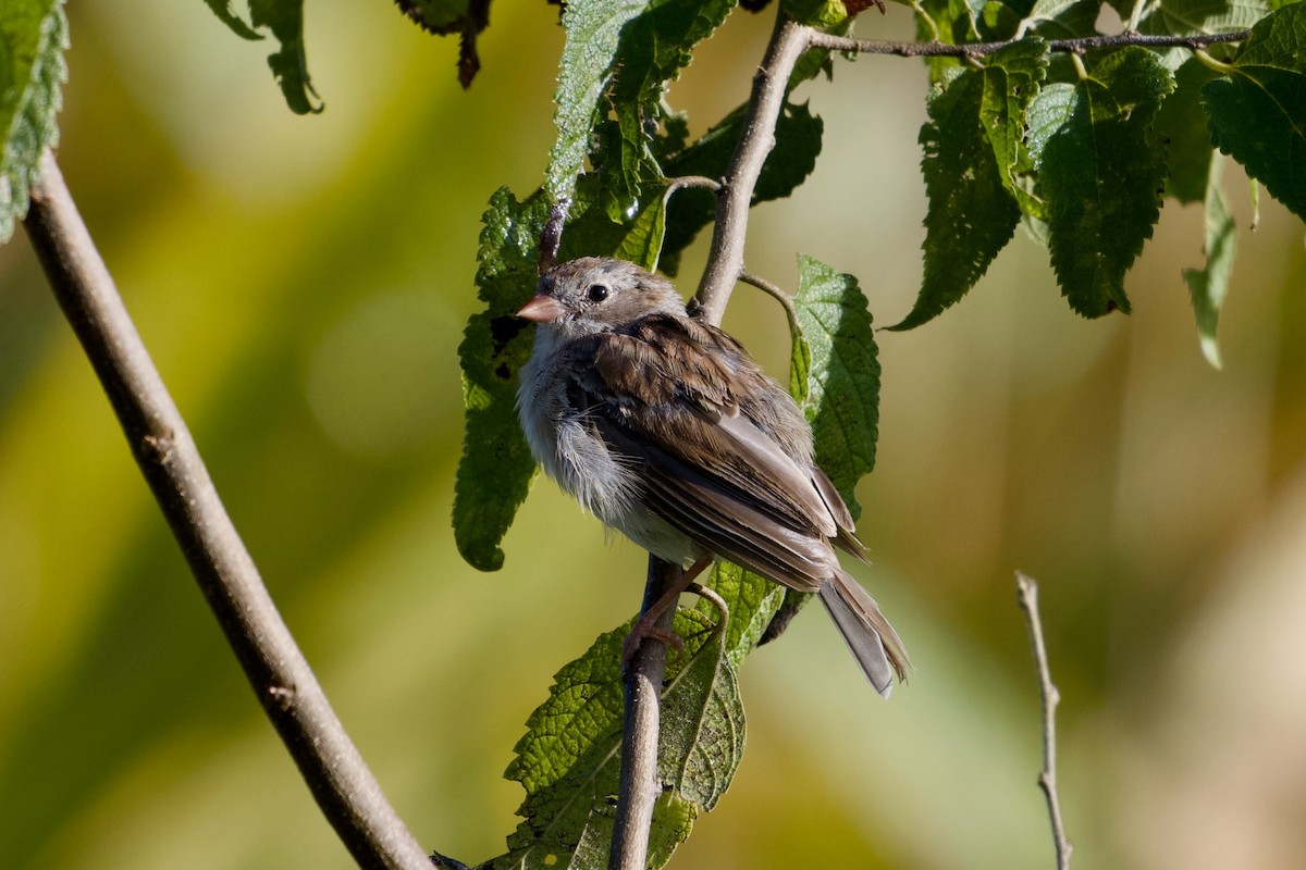 Field Sparrow - ML641062941