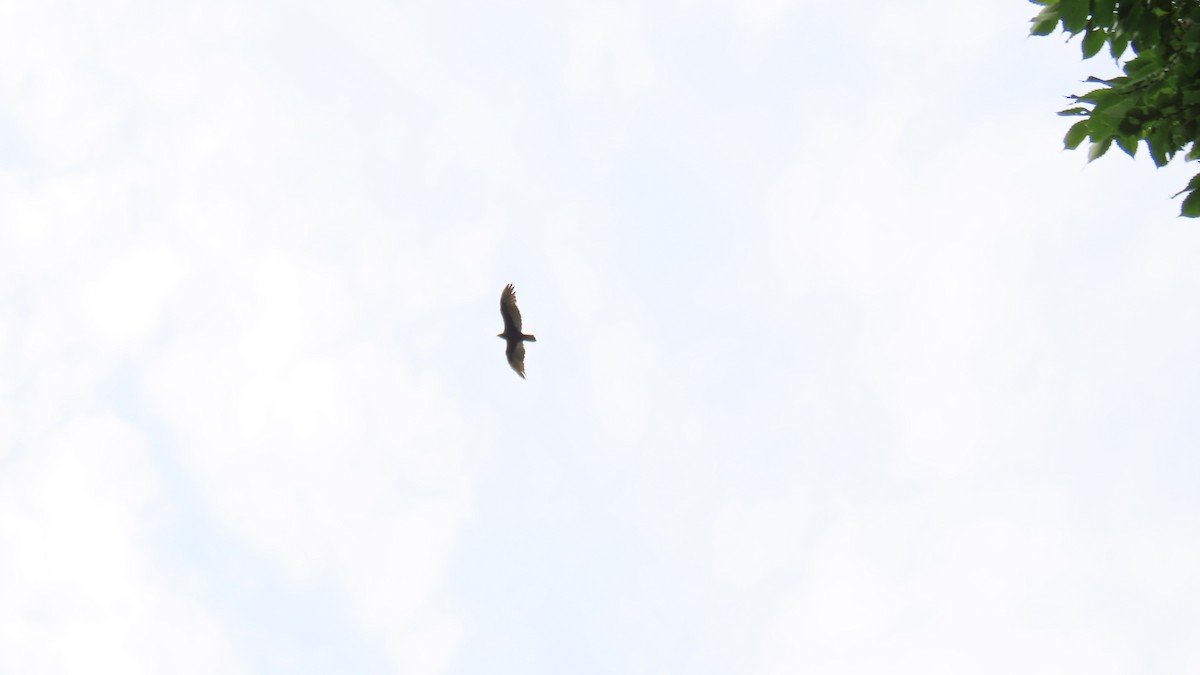 Turkey Vulture - ML641062942