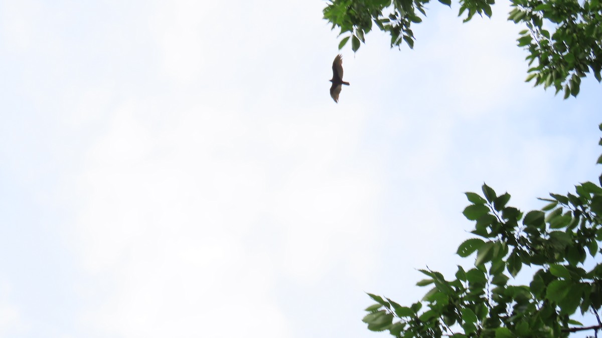 Turkey Vulture - ML641062943