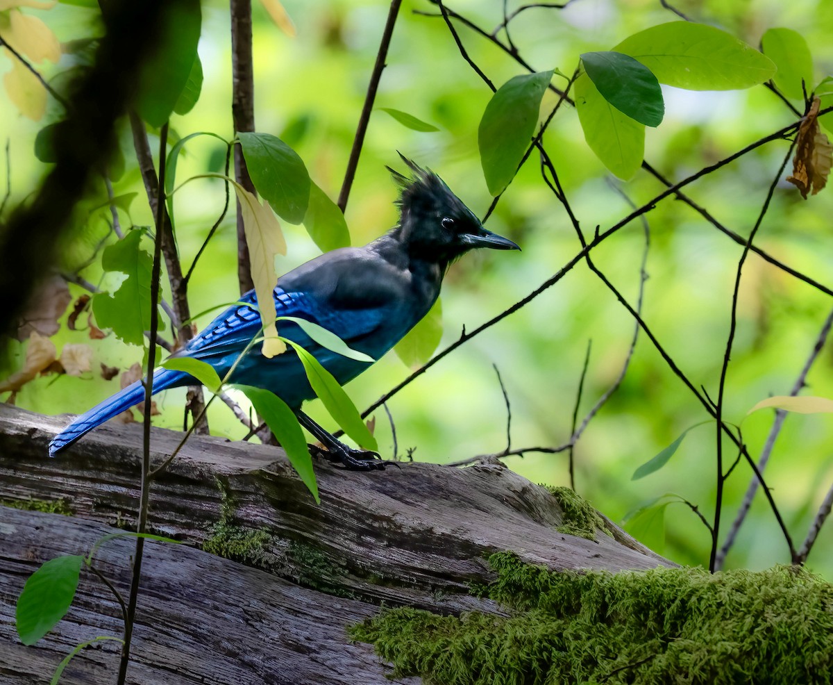 Steller's Jay - ML641062960